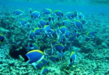 Seychelles Scuba Diving